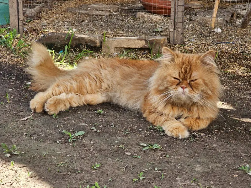 Triple coat Persian pair 18months fully vaccinated for saleeee — photo 7