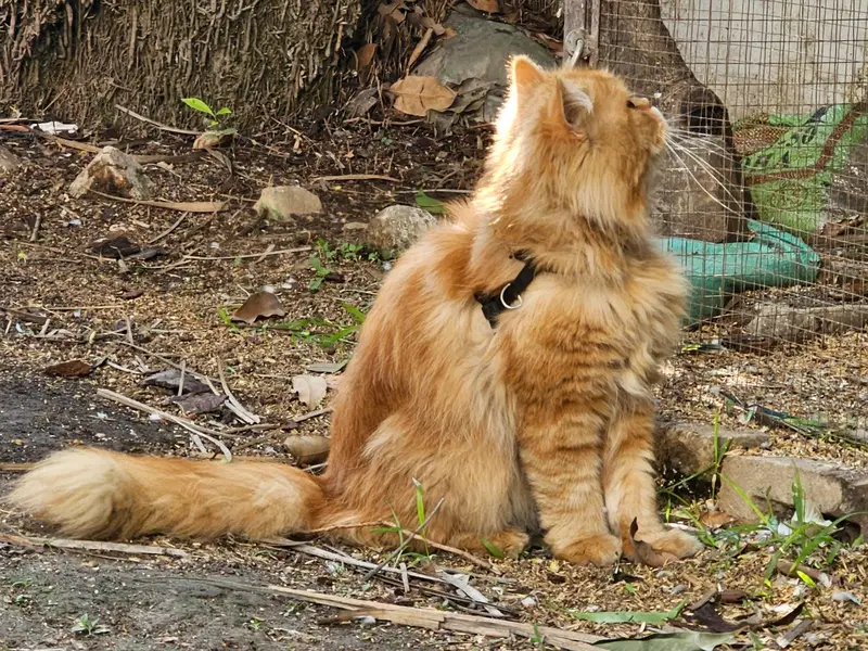 Triple coat Persian pair 18months fully vaccinated for saleeee — photo 8