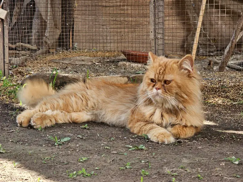 Triple coat Persian pair 18months fully vaccinated for saleeee — photo 9
