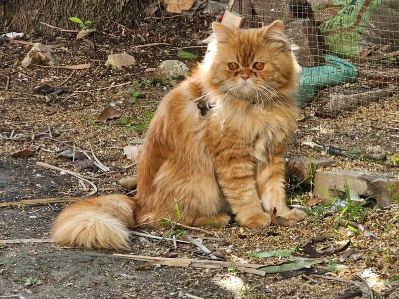 Triple coat Persian pair 18months fully vaccinated for saleeee — photo 10