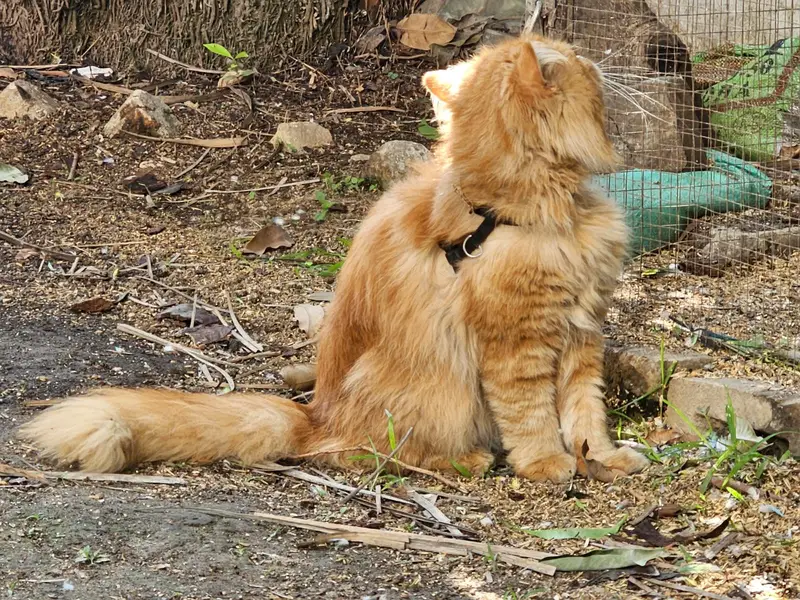 Triple coat Persian pair 18months fully vaccinated for saleeee — photo 11