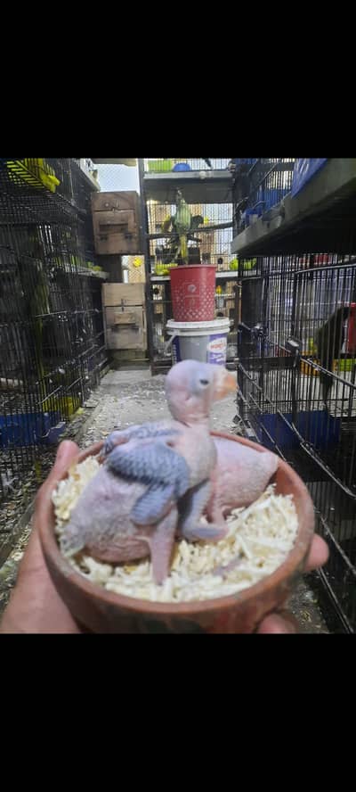 Green Parrot chicks