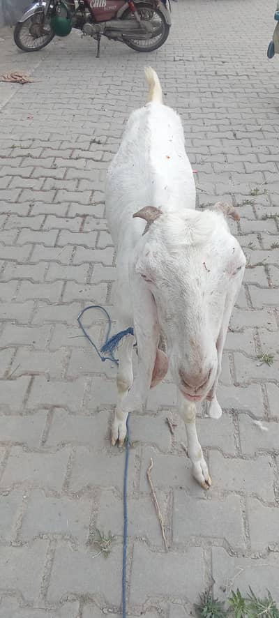 3 year old and white colour