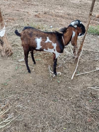Donda Bakra