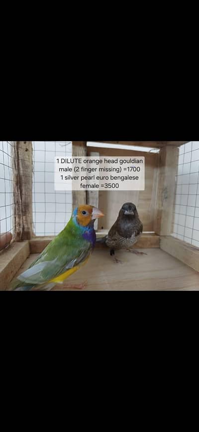 finches for sale