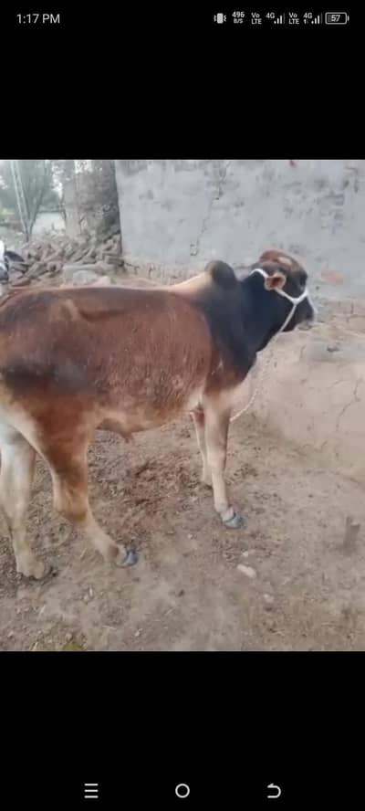Qurbani Warra For Sale
