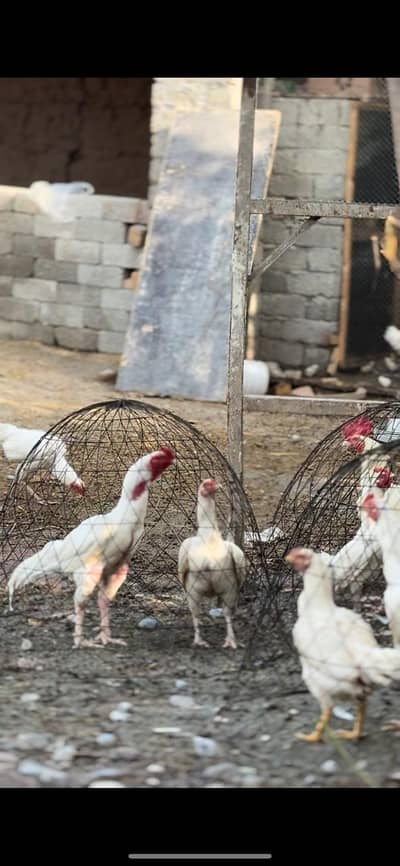 pure aseel hen,white paper heera chicks|mianwali_heera aseel pair/male