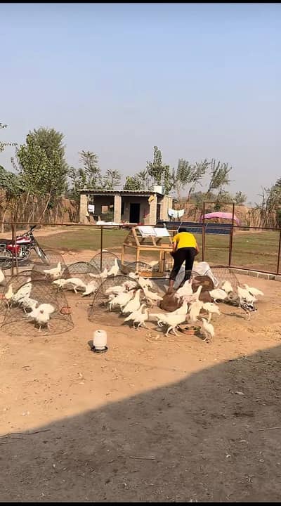 Aseelmurghay,white paper heera chicks|mianwali_heera aseel pair/male