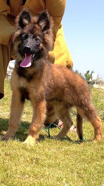 lever German shepherd mail 3 mahnt for sale active and healthy