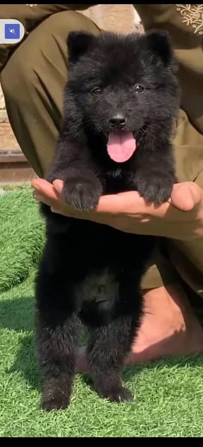German Shepherd | black German Shepherd puppy | gsd dog