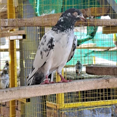 Teddy pigeons for sale