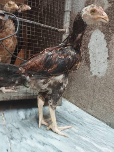 contact 03254852307 aseel chicks for sail 4. mail ,4 femail