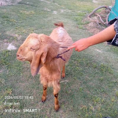 Bakra 14 months ka h