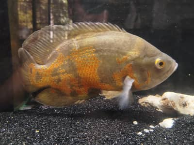 breed size oscer