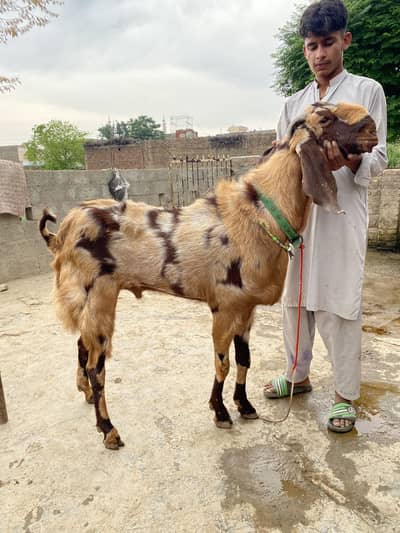 Dounda Bakra for sell