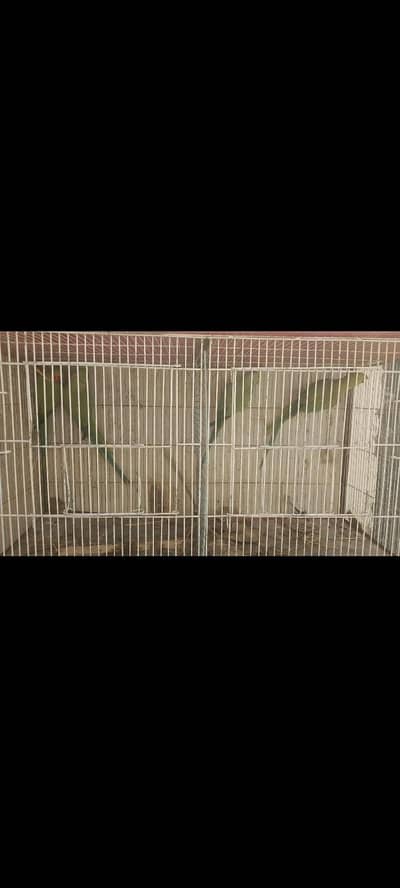 2 breeder pair of ringneck