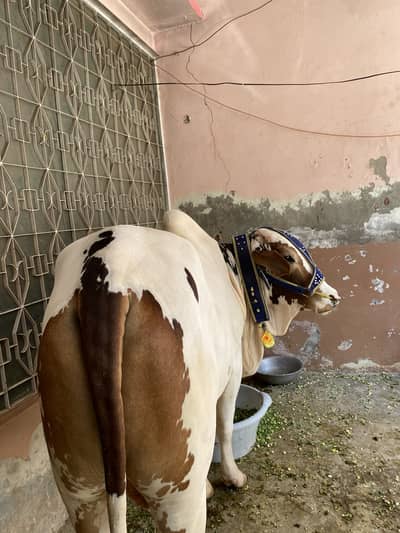 Qurbani Janwar
