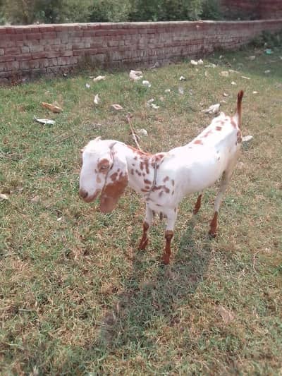 Bakri Desi Urgent For or Sale 03056348278