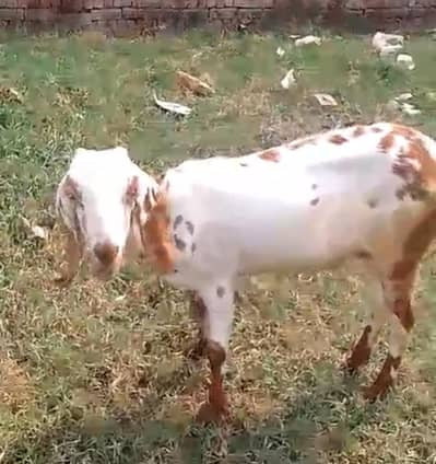 Bakri Desi Urgent For or Sale 03056348278