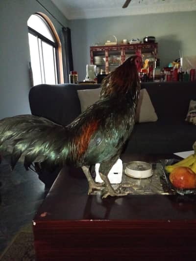 male hen