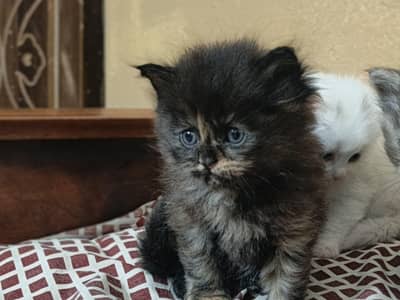 persian kitten for sale