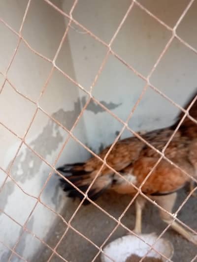 mianwali hen
