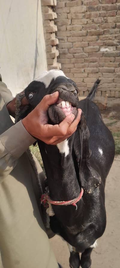 Bakra for sale For Qurbani