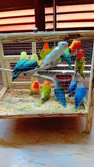 love birds pairs 13 pieces