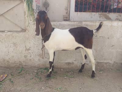 Patera Bakra blade Khassi 2 Dant for sell