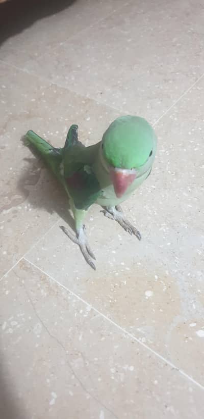 urgent for sale