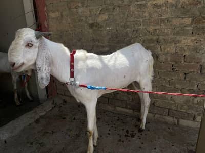 Male goat for sale