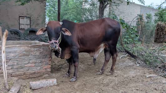 Male Cattle Bull ڈاند سیل
