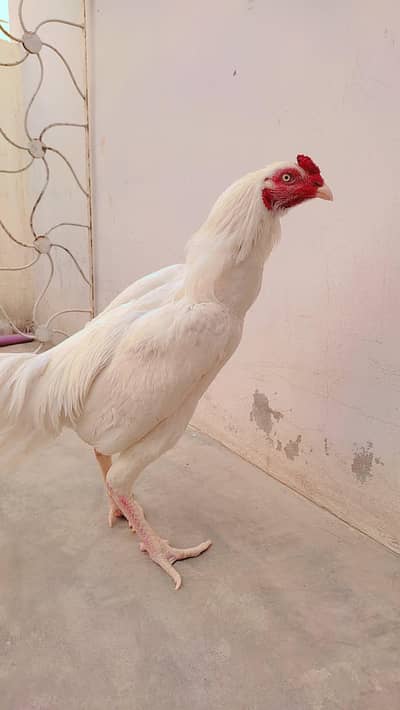 Heera Aseel murgha 9000 urgent buy only for breeding purpose