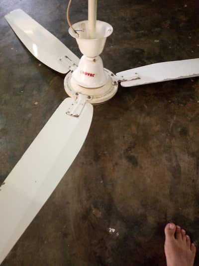 royal fan 03190937497