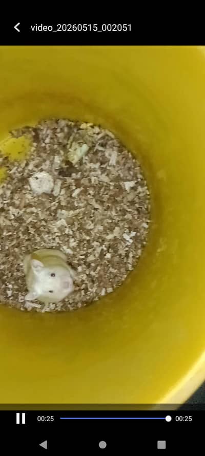 Hamesters Babies