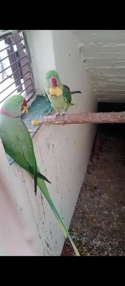 raw breeder pair 03025368418