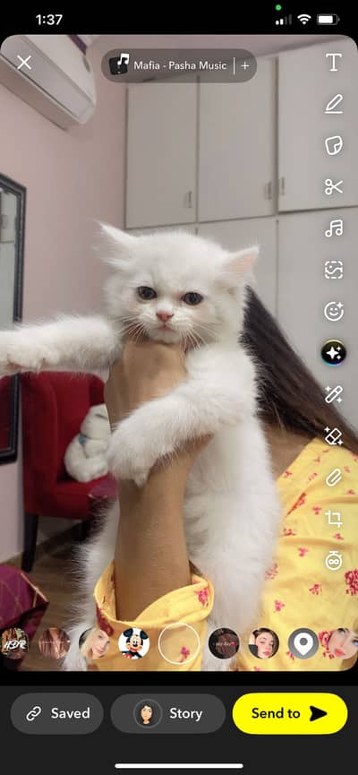 Cat lover yuky