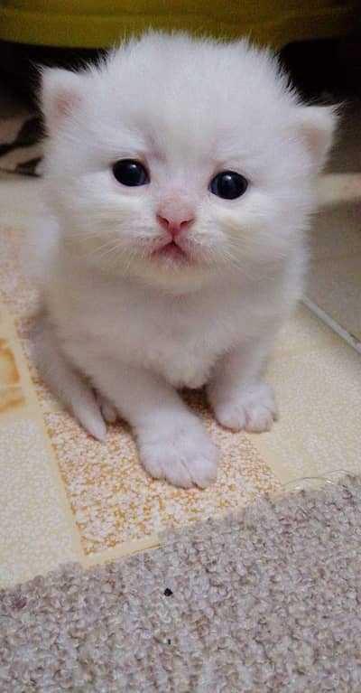 persian kittens