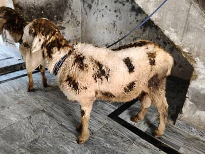 Bakra Desi |qurbani |2 dant |goat |2 Bakra|
