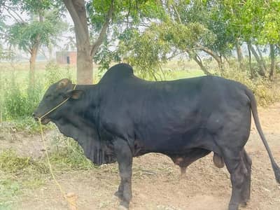 desi bulls for qurbani