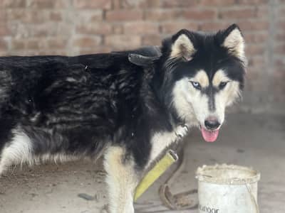 Female husky dog for sale