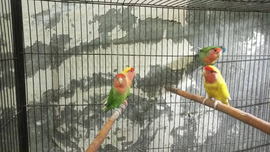 Love birds