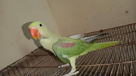 Hand tamed talking parrot