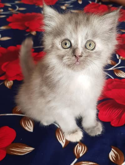 Persian kitten for sale