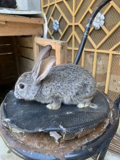 Rabbits chenchela khargush khargosh