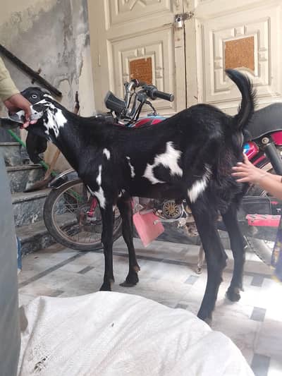 Bakra qurbani k liye for sale