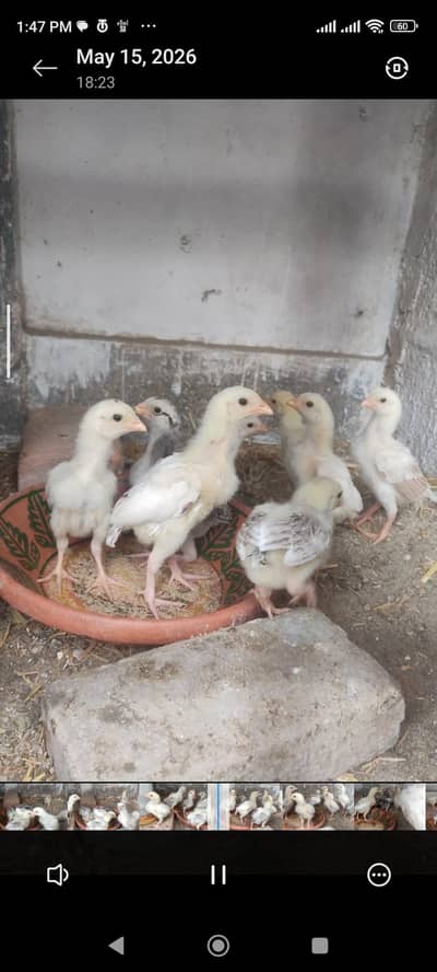 Aseel Chicks Miawali Breed