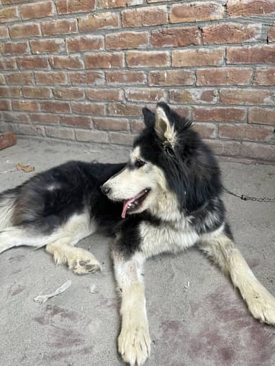 Female husky dog for sale