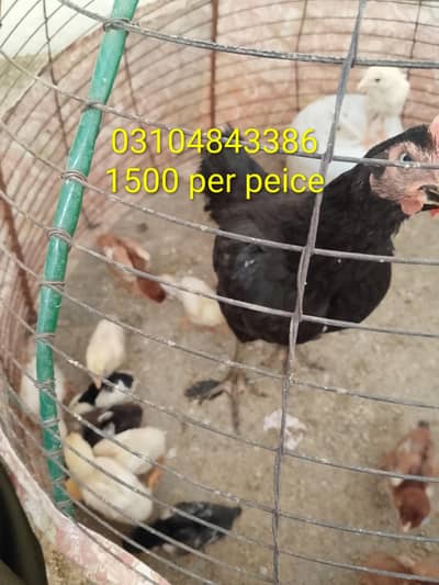 peela or bangum cross chiks