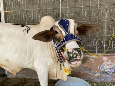 Qurbani ka Janwar